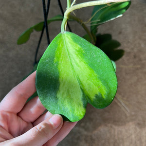 Hoya kerrii reverse variegata 6"