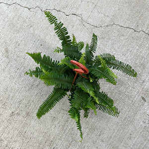 Nephrolepis cordifolia 'Lemon Buttons' 6" - Chester Fern