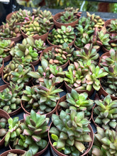 Load image into Gallery viewer, Anacampseros rufescens variegata 2&quot; - Rainbow Sand Rose Succulent