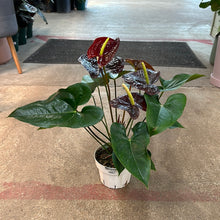 Load image into Gallery viewer, Anthurium sempre Chocolate Red 6&quot; - Flowering Anthurium