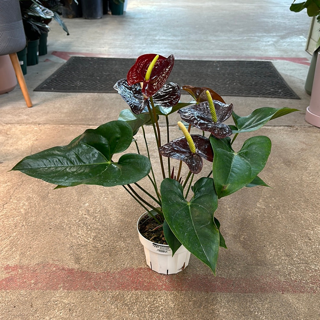 Anthurium sempre Chocolate Red 6