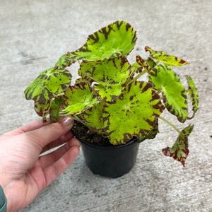 Begonia 'Amelia's Kaleidoscope' 4"