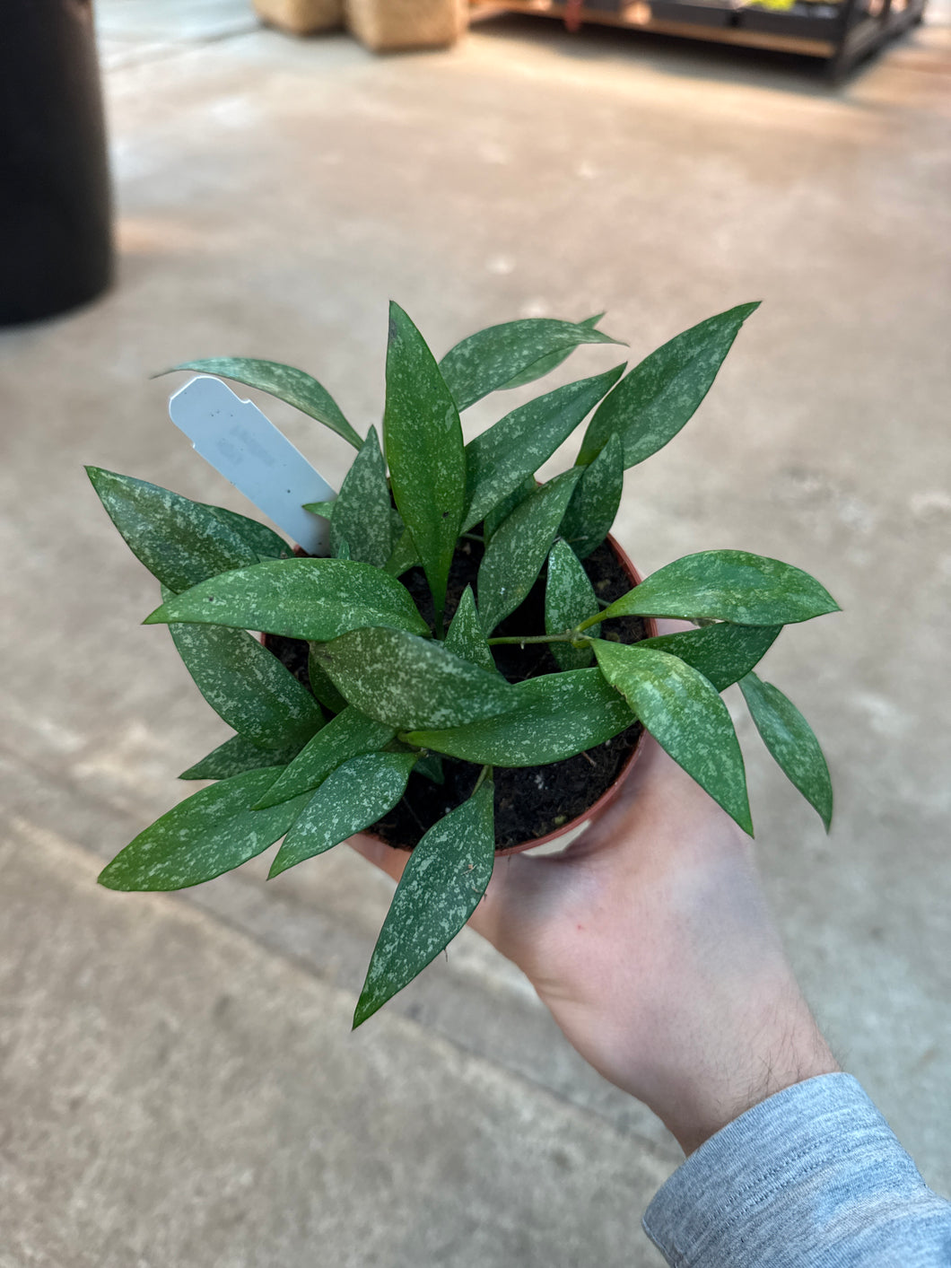 Hoya parviflora 4