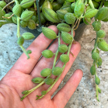 Load image into Gallery viewer, Senecio herreanus 6&quot; - String of Watermelons