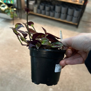 Tradescantia zebrina red 4" - Inch Plant