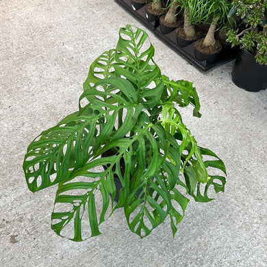 Monstera esqueleto 10