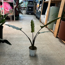 Load image into Gallery viewer, Alocasia Purple Sword 4&quot; - Elephant Ears