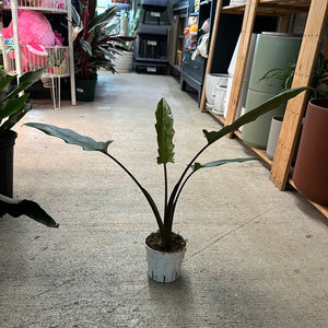 Alocasia Purple Sword 4" - Elephant Ears