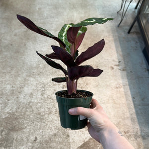 Calathea Angela 4"