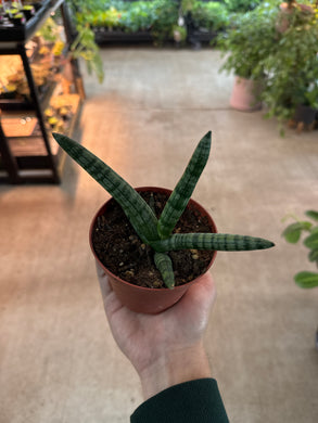 Sansevieria boncel 4