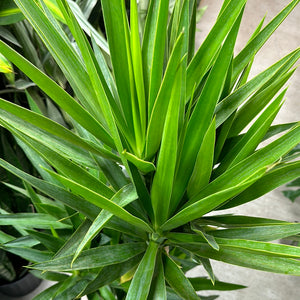 Yucca Cane 10"