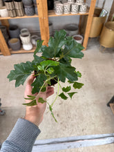 Load image into Gallery viewer, Cissus sp. 4&quot; -Oakleaf Grape Ivy