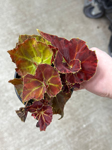 Begonia 'Martha Stewart' 4"