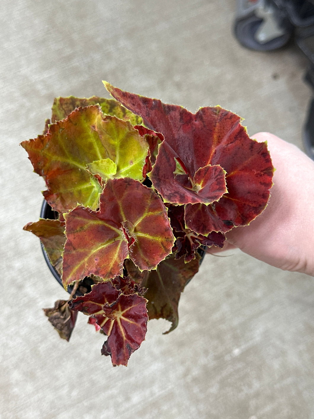 Begonia 'Martha Stewart' 4