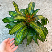 Load image into Gallery viewer, Neoregelia Orange Crush 6&quot; - Bromeliad