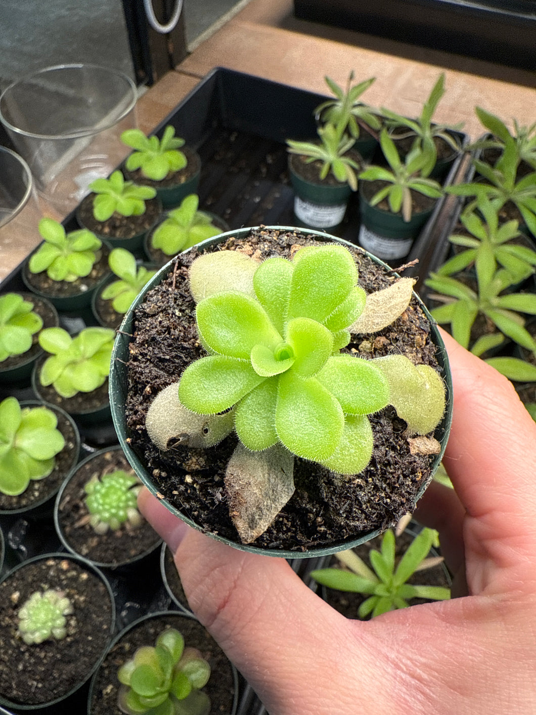 Pinguicula agnata Zimapan Mex 2