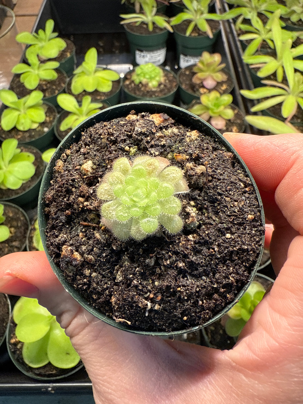 Pinguicula agnata El Lobo x Gypsicola 2