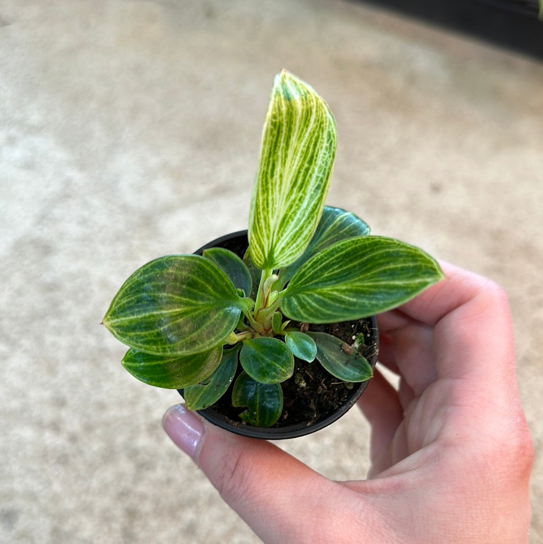 Philodendron White Measure 2