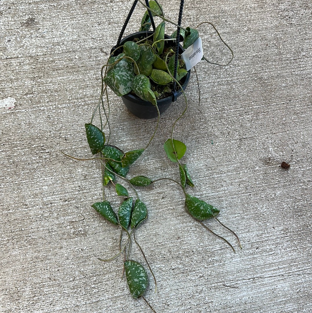 Hoya Imbricata 4 Kent East Hill Nursery