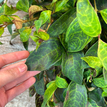 Load image into Gallery viewer, Aeschynanthus &#39;Black Pagoda&#39; 6&quot; - Lipstick Plant