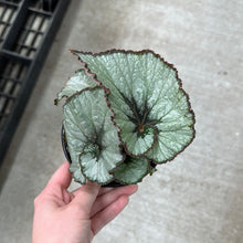 Load image into Gallery viewer, Begonia Escargot 4&quot;