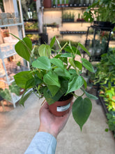 Load image into Gallery viewer, Philodendron Cordatum Green 4&quot;