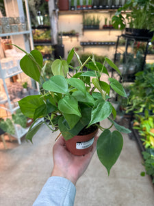 Philodendron Cordatum Green 4"