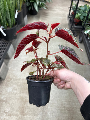 Begonia maculata Pink Spot 4