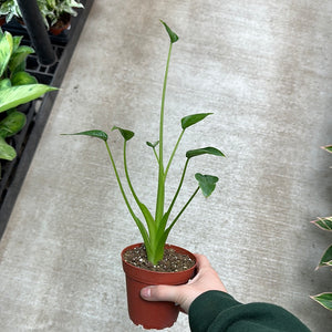 Alocasia 'Tiny Dancer' 4"