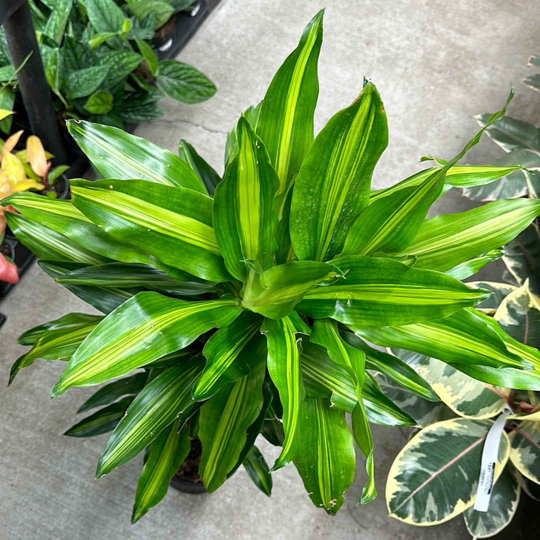 Dracaena Cintho Cane 8" – Kent East Hill Nursery