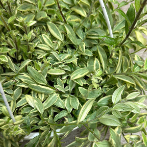 Aeschynanthus sp. Bolero Bicolor 8" HB - Variegated Lipstick Plant