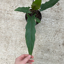 Load image into Gallery viewer, Alocasia &#39;Purple Sword&#39; 6&quot;