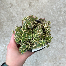 Load image into Gallery viewer, Crassula pellucida f. variegata 4&quot; - Calico Kitten