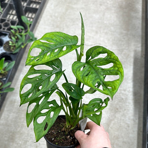 Monstera adansonii 4" - Swiss Cheese Plant