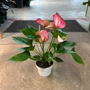 Anthurium Livium 6"