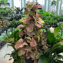 Load image into Gallery viewer, Syngonium Neon Robusta 8&quot; Totem