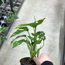 Load image into Gallery viewer, Monstera adansonii 4&quot; - Swiss Cheese Plant