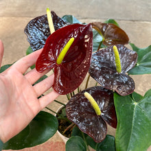 Load image into Gallery viewer, Anthurium sempre Chocolate Red 6&quot; - Flowering Anthurium