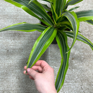 Dracaena Warneckii Goldstar 6"