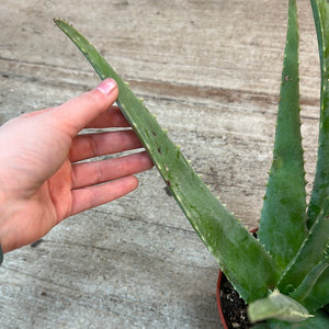 Aloe Vera 6"