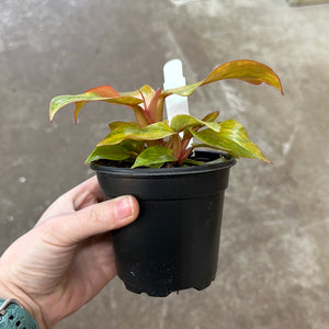 Philodendron Quad Color' 4"