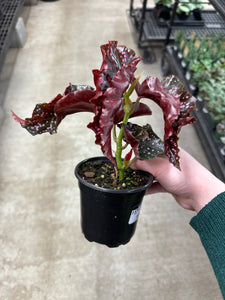 Begonia Cracklin Rosie 4"