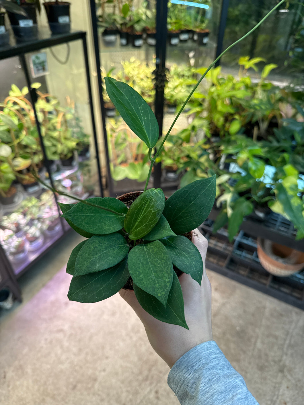 Hoya pottsii 4