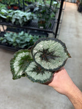 Load image into Gallery viewer, Begonia Escargot 4&quot;