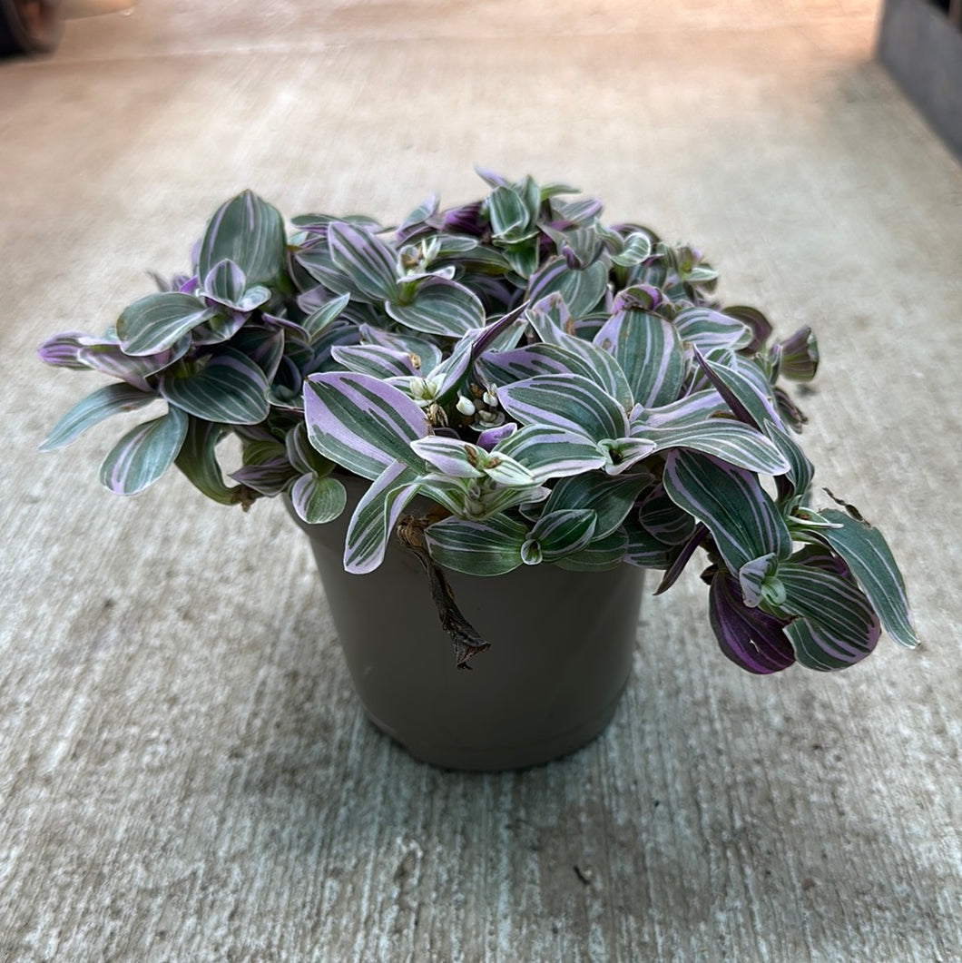 Tradescantia Feeling Flirty 12CM - Inch Plant – Kent East Hill Nursery