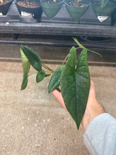 Load image into Gallery viewer, Alocasia Scalprum 4&quot;