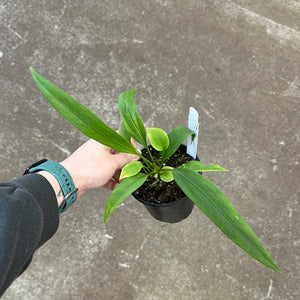 Anthurium vittarifolium 4"