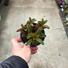 Load image into Gallery viewer, Peperomia Ruby Glow 4&quot;