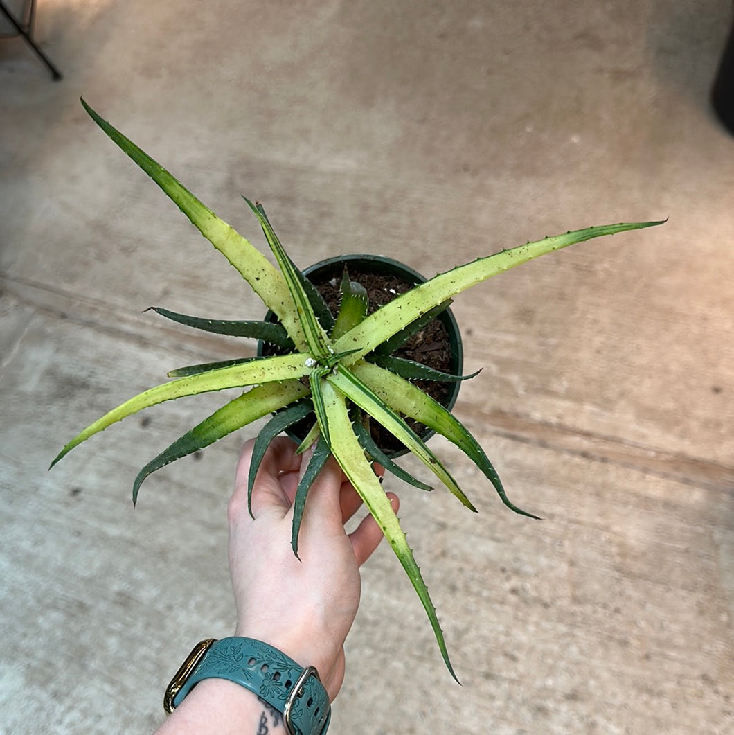 Aloe Solar Flare 4