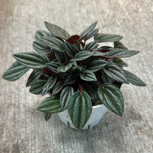 Load image into Gallery viewer, Peperomia San Marino 4&quot;